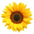 Wonderful Sunflower isolated on white background, including clipping path. Royalty Free Stock Photo