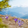 Wonderful sunny Spring Landscape. Moutain Vallley with Violet Flovers under Sunlight. fantastic Nature Scenery. Awesome alpine