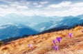 Wonderful sunny Spring Landscape. Moutain Vallley with Violet Flovers under Sunlight. fantastic Nature Scenery. Awesome alpine