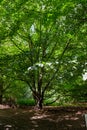 A wonderful thin tall tree with amazing green leafs