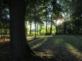 Wonderful trees in the sunshine on an autumn evening, deciduous trees