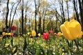 Wonderful tulips garden in Keukenhof Royalty Free Stock Photo