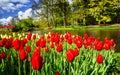 Wonderful tulips spectacle at the Keukenhof Gardens. Royalty Free Stock Photo