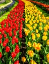 Wonderful tulips spectacle at the Keukenhof Gardens. Royalty Free Stock Photo