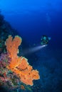 Wonderful underwater world with young woman scuba diving. Royalty Free Stock Photo