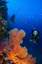 Wonderful underwater world with young woman scuba diving.