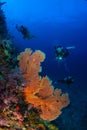 Wonderful underwater world with young woman scuba diving. Royalty Free Stock Photo