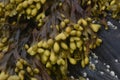Wonderful Up Close View Of Colorful Kelp
