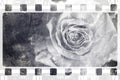 Black-and-white photofilm with rose