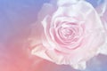 Wonder of love - Pink rose background 