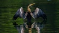 Wonderful view of birds at lake, jakarta Royalty Free Stock Photo