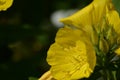 Wonderful view of the blooming yellow flowers of evening primrose Oenothera blooming in the garden in summer close up. Royalty Free Stock Photo