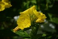 Wonderful view of the blooming yellow flowers of evening primrose Oenothera blooming in the garden in summer close up. Royalty Free Stock Photo