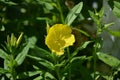 Wonderful view of the blooming yellow flowers of evening primrose Oenothera blooming in the garden in summer close up. Royalty Free Stock Photo