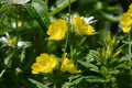 Wonderful view of the blooming yellow flowers of evening primrose Oenothera blooming in the garden in summer close up. Royalty Free Stock Photo