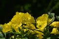 Wonderful view of the blooming yellow flowers of evening primrose Oenothera blooming in the garden in summer close up. Royalty Free Stock Photo