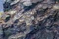 Wonderful view of a colony of common Guillemot or common Murre birds in the coastal walk route