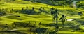 Wonderful view of golf field, bogor indonesia Royalty Free Stock Photo