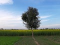 Wonderful view of Green Tree with blue sky green marvelous fields Royalty Free Stock Photo