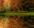 Wonderful view. reflection of tree and grass in a lake in the forest Royalty Free Stock Photo