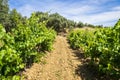 Wonderful view of traditional vineyard, Alentejo wine route, Beja, Alentejo, Portugal