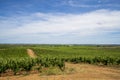 Wonderful view of traditional vineyard, Alentejo wine route, Beja, Alentejo, Portugal