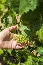 Wonderful view of traditional vineyard, Alentejo wine route, Beja, Alentejo, Portugal