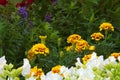 Wonderful view of a variety of newly planted, beautiful flowers in a Thai garden park.