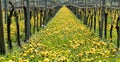 Wonderful view of vineyards in spring with yellow flowers and endless rows of vines Royalty Free Stock Photo