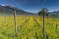 Wonderful view of vineyards in spring with yellow flowers and endless rows of vines Royalty Free Stock Photo