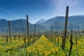 Wonderful view of vineyards in spring with yellow flowers and endless rows of vines Royalty Free Stock Photo