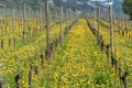 Wonderful view of vineyards in spring with yellow flowers and endless rows of vines Royalty Free Stock Photo