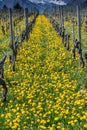 Wonderful view of vineyards in spring with yellow flowers and endless rows of vines
