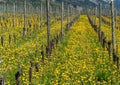 Wonderful view of vineyards in spring with yellow flowers and endless rows of vines