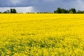 Wonderful view of yellow rapeseed field