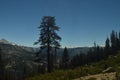 Wonderful Views Of A Forest From The Highest Part Of One Of The Mountains Of Yosemite National Park. Nature Travel Holidays. Royalty Free Stock Photo