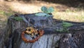 Wonderful vintage Baltic yellow handmade amber brooch in the form of flower and orange necklace lie on the old tree stump.