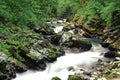 Wonderful Vintgar Gorge canyon at curlicue river and beautiful s