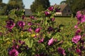 Purple mallow flowers closeup in a field margin and a farm in the background in holland in summer Royalty Free Stock Photo