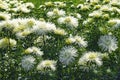 Wonderful white asters in the garden. Bright petals in the sunlight.