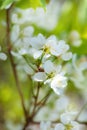 A wonderful white flowers of cherry blossoms