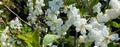 Cherry tree blossom. Amazing white flowers on flowering cherry tree in early spring