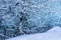 Wonderful white forest at winter. An wintertime scenic landscape Royalty Free Stock Photo