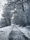 wonderful white landscape with snow