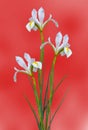 Wonderful white lilies on abstract background Royalty Free Stock Photo