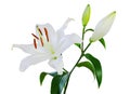 Wonderful white Lily (Lilium, Liliaceae) with buds isolated on white background, including clipping path