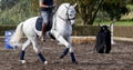 Wonderful white Lusitano horse, working equitation, Azores islands Royalty Free Stock Photo