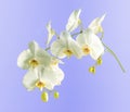 Wonderful white Orchid on blue backgroundround