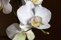 Wonderful white Phalaenopsis orchid flower on a dark neutral background. Close-up Royalty Free Stock Photo