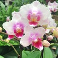 Wonderful white and pink colored orchid flowers